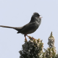 fauvette_sarde_-_curruca_sarda3bd (Curruca sarda)