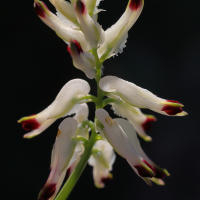 fumaria_capreolata2md (Fumaria capreolata)