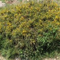 Genista corsica (Genêt corse)