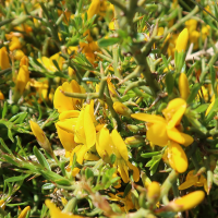 genista_corsica2md (Genista corsica)