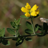 Genista monspessulana (Genêt de Montpellier)