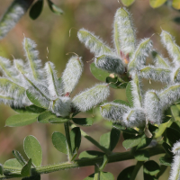 genista_monspessulana2md (Genista monspessulana)