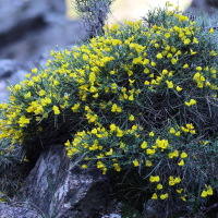 Genista salzmannii (Genêt de Salzmann)