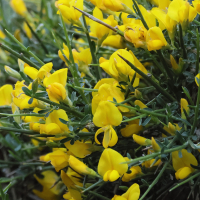 genista_salzmannii2bd (Genista salzmannii)