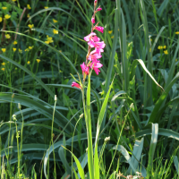 Gladiolus x byzantinus (Glaïeul de Byzance)