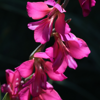 gladiolus_x_byzantinus2md (Gladiolus x byzantinus)
