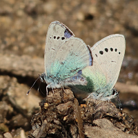 Glaucopsyche alexis (Azuré des cytises)