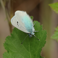 glaucopsyche_alexis2md (Glaucopsyche alexis)