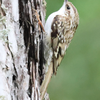 grimpereau_des_bois_-_certhia_familiaris3bd (Certhia familiaris)