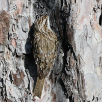 grimpereau_des_bois_-_certhia_familiaris4bd (Certhia familiaris)