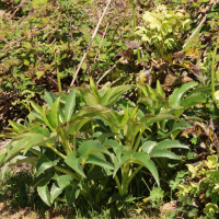 Helleborus argutifolius (Hellébore de Corse)