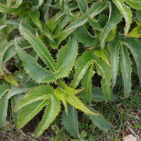 helleborus_argutifolius2md (Helleborus argutifolius)