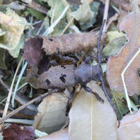 Herophila tristis (Longicorne, Dorcatype triste)
