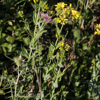 Hypericum perfoliatum (Millepertuis perfolié)