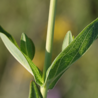hypericum_perfoliatum2md (Hypericum perfoliatum)