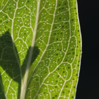 hypericum_perfoliatum3md (Hypericum perfoliatum)