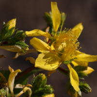hypericum_perfoliatum4md (Hypericum perfoliatum)