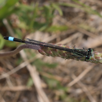 Ischnura genei (Agrion de Gené)