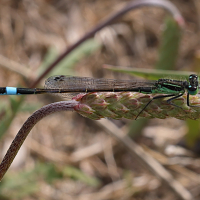 ischnura_genei2md (Ischnura genei)