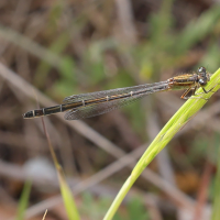 ischnura_genei3md (Ischnura genei)