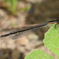 ischnura_genei4bd (Ischnura genei)