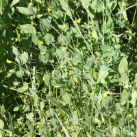Lathyrus aphaca (Gesse aphylle)