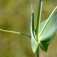 lathyrus_aphaca2md (Lathyrus aphaca)