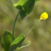 lathyrus_aphaca3md (Lathyrus aphaca)