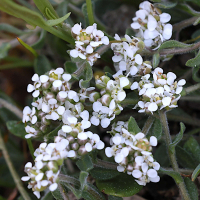 Lepidium oxyotum (Passerage rampante)