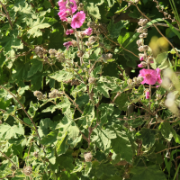 Malva olbia (Mauve d'Hyères, Lavatère d'Hyères)