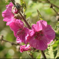 malva_olbia2md (Malva olbia)