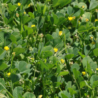 Medicago polymorpha (Luzerne polymorphe)