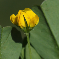 medicago_polymorpha2md (Medicago polymorpha)