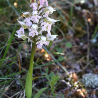 Neotinea lactea (Orchis lacté commun)