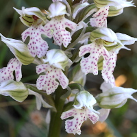 neotinea_lactea2md (Neotinea lactea)
