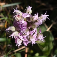 neotinea_lactea3mdjpg (Neotinea lactea)