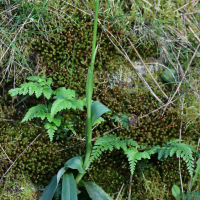 Neotinea maculata (Orchis intact)