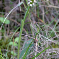 neotinea_maculata2md (Neotinea maculata)