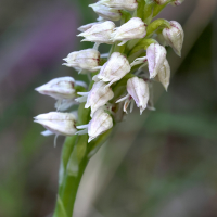 neotinea_maculata3md (Neotinea maculata)