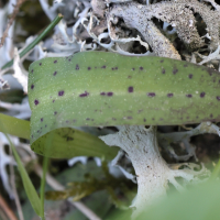 neotinea_maculata4md (Neotinea maculata)