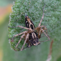 Oxyopes heterophthalmus (Araignée)