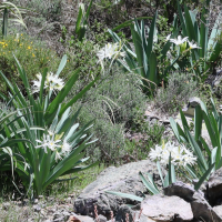 Pancratium illyricum (Pancrace d'Illyrie)