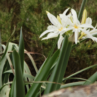 pancratium_illyricum2md (Pancratium illyricum)