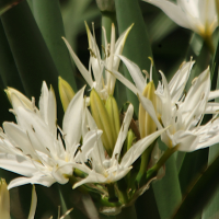 pancratium_illyricum3md (Pancratium illyricum)