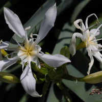 pancratium_illyricum4md (Pancratium illyricum)