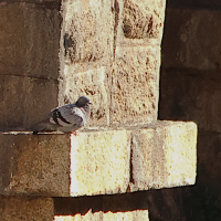 Columba livia (Pigeon biset (sauvage))
