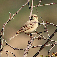 Anthus campestris (Pipit rousseline)