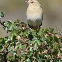 pipit_rousseline_-_anthus_campestris2bdjpg (Anthus campestris)