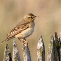 pipit_rousseline_-_anthus_campestris3md (Anthus campestris)