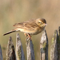 pipit_rousseline_-_anthus_campestris4md (Anthus campestris)
